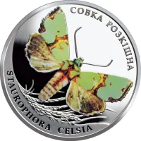 Совка розкішна