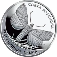 Совка розкішна