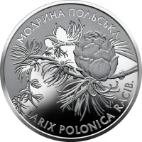 Модрина польська